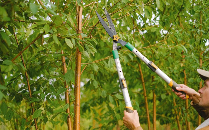 Tree trimming in Olive Branch, IL